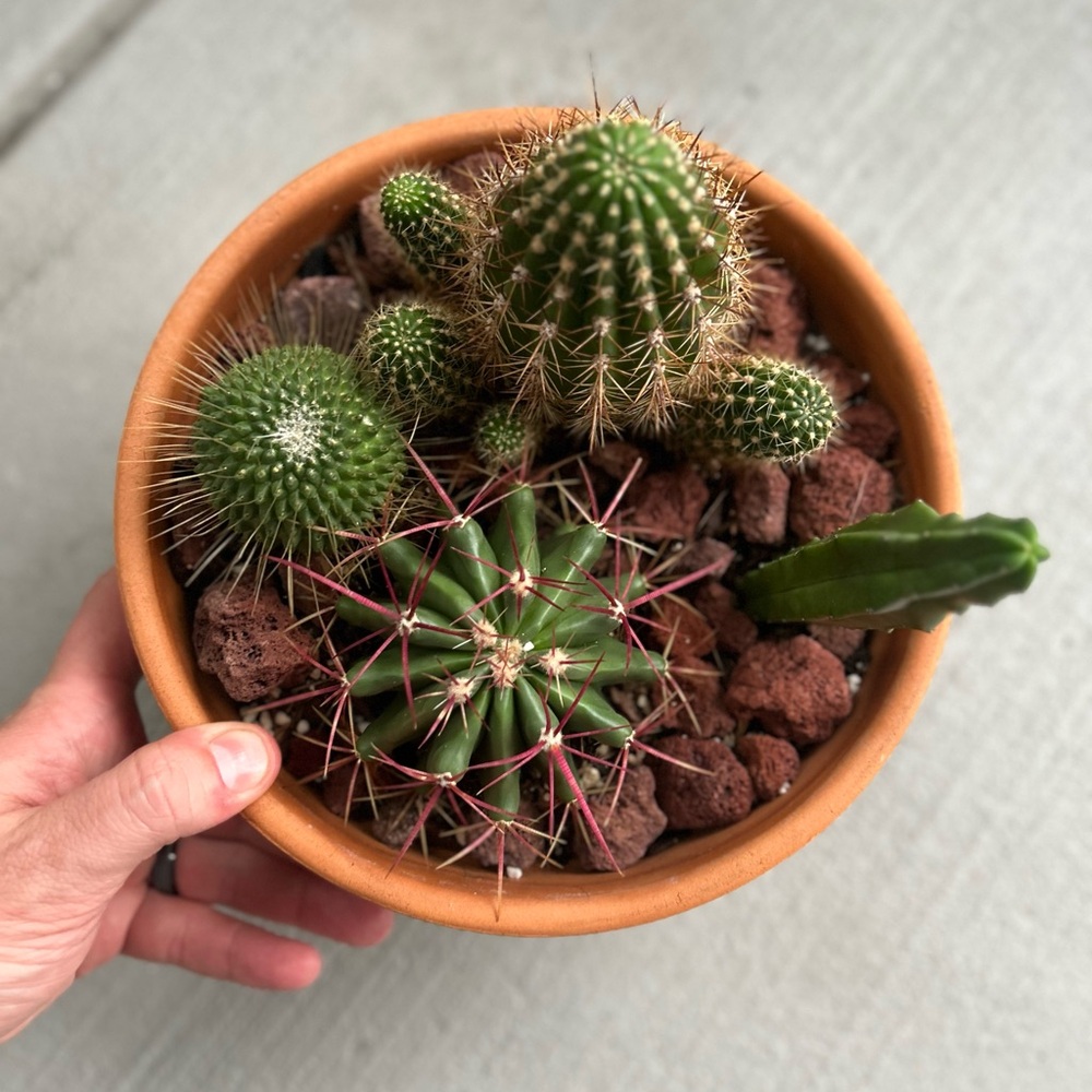 Cacti Variety Lot of 4